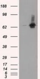 Anti-RALBP1 antibody [6G10] used in Western Blot (WB). GTX83730