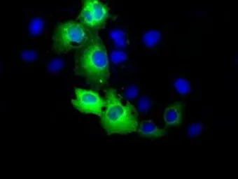 Anti-RALBP1 antibody [6G10] used in Immunocytochemistry/ Immunofluorescence (ICC/IF). GTX83730