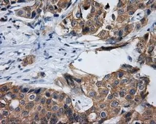 Anti-RALBP1 antibody [2A6] used in IHC (Paraffin sections) (IHC-P). GTX83734