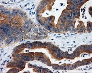 Anti-RALBP1 antibody [2A6] used in IHC (Paraffin sections) (IHC-P). GTX83734