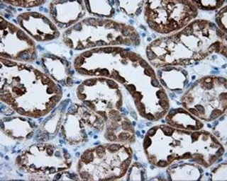 Anti-RALBP1 antibody [2A6] used in IHC (Paraffin sections) (IHC-P). GTX83734