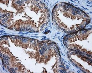 Anti-RALBP1 antibody [2A6] used in IHC (Paraffin sections) (IHC-P). GTX83734