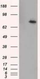 Anti-RALBP1 antibody [2A6] used in Western Blot (WB). GTX83734