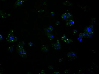 Anti-RALBP1 antibody [2A6] used in Immunocytochemistry/ Immunofluorescence (ICC/IF). GTX83734