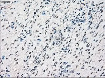 Anti-RAD9A antibody [5D9] used in IHC (Paraffin sections) (IHC-P). GTX83735