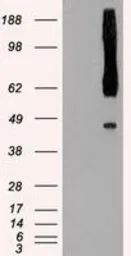 Anti-RAD9A antibody [5D9] used in Western Blot (WB). GTX83735