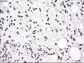Anti-RAD9A antibody [7B11] used in IHC (Paraffin sections) (IHC-P). GTX83736