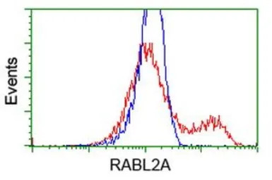 Anti-RABL2A antibody [4A8] used in Flow cytometry (FCM). GTX83738