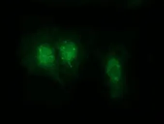 Anti-RABL2A antibody [4A8] used in Immunocytochemistry/ Immunofluorescence (ICC/IF). GTX83738