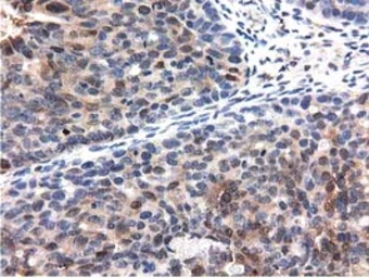 Anti-QPRT antibody [1C10] used in IHC (Paraffin sections) (IHC-P). GTX83743