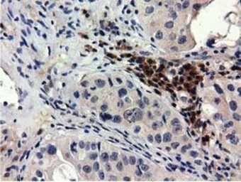 Anti-QPRT antibody [1C10] used in IHC (Paraffin sections) (IHC-P). GTX83743