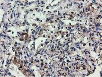 Anti-QPRT antibody [1C10] used in IHC (Paraffin sections) (IHC-P). GTX83743
