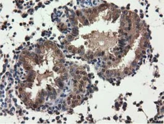 Anti-QPRT antibody [1C10] used in IHC (Paraffin sections) (IHC-P). GTX83743
