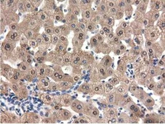 Anti-QPRT antibody [1C10] used in IHC (Paraffin sections) (IHC-P). GTX83743