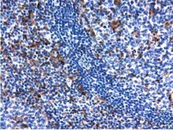 Anti-QPRT antibody [1C10] used in IHC (Paraffin sections) (IHC-P). GTX83743