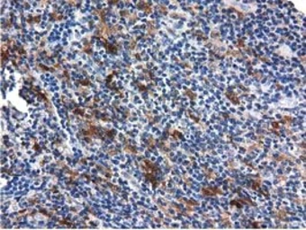 Anti-QPRT antibody [1C10] used in IHC (Paraffin sections) (IHC-P). GTX83743