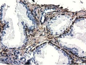 Anti-QPRT antibody [1C10] used in IHC (Paraffin sections) (IHC-P). GTX83743