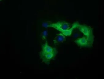 Anti-QPRT antibody [1C10] used in Immunocytochemistry/ Immunofluorescence (ICC/IF). GTX83743