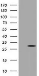 Anti-PYCRL antibody [3A8] used in Western Blot (WB). GTX83751