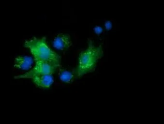 Anti-PYCRL antibody [3A8] used in Immunocytochemistry/ Immunofluorescence (ICC/IF). GTX83751