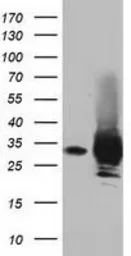 Anti-PYCR2 antibody [4A10] used in Western Blot (WB). GTX83752