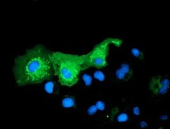 Anti-PYCR2 antibody [2A5] used in Immunocytochemistry/ Immunofluorescence (ICC/IF). GTX83753