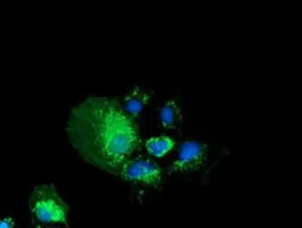 Anti-PYCR2 antibody [2F11] used in Immunocytochemistry/ Immunofluorescence (ICC/IF). GTX83754