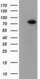 Anti-PUS7 antibody [4A2] used in Western Blot (WB). GTX83755