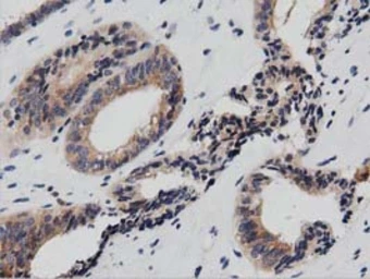 Anti-PTPRE antibody [2A9] used in IHC (Paraffin sections) (IHC-P). GTX83761