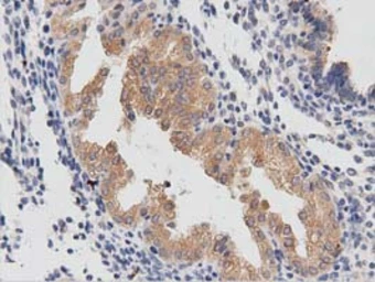 Anti-PTPRE antibody [2A9] used in IHC (Paraffin sections) (IHC-P). GTX83761