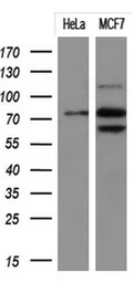 Anti-PTPRE antibody [2A9] used in Western Blot (WB). GTX83761