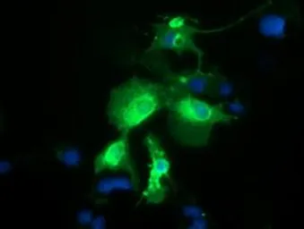 Anti-PTPRE antibody [2A9] used in Immunocytochemistry/ Immunofluorescence (ICC/IF). GTX83761