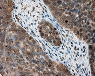 Anti-PTPRE antibody [4B2] used in IHC (Paraffin sections) (IHC-P). GTX83763