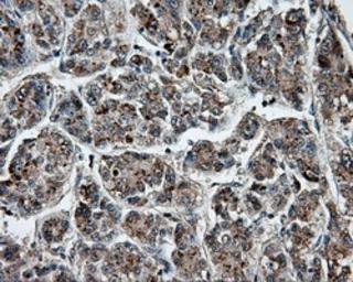 Anti-PTPRE antibody [4B2] used in IHC (Paraffin sections) (IHC-P). GTX83763