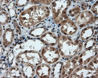 Anti-PTPRE antibody [4B2] used in IHC (Paraffin sections) (IHC-P). GTX83763