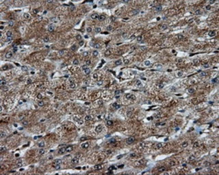 Anti-PTPRE antibody [4B2] used in IHC (Paraffin sections) (IHC-P). GTX83763