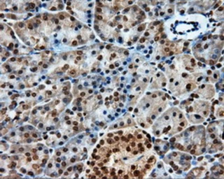 Anti-PTPRE antibody [4B2] used in IHC (Paraffin sections) (IHC-P). GTX83763