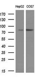 Anti-PTPRE antibody [4B2] used in Western Blot (WB). GTX83763