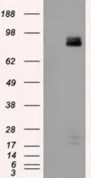 Anti-PTPRE antibody [4B2] used in Western Blot (WB). GTX83763