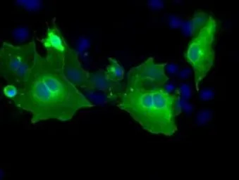 Anti-PTPRE antibody [4B2] used in Immunocytochemistry/ Immunofluorescence (ICC/IF). GTX83763