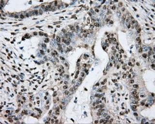 Anti-PTPRE antibody [3D4] used in IHC (Paraffin sections) (IHC-P). GTX83767