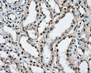 Anti-PTPRE antibody [3D4] used in IHC (Paraffin sections) (IHC-P). GTX83767