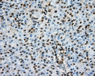 Anti-PTPRE antibody [3D4] used in IHC (Paraffin sections) (IHC-P). GTX83767