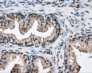 Anti-PTPRE antibody [3D4] used in IHC (Paraffin sections) (IHC-P). GTX83767