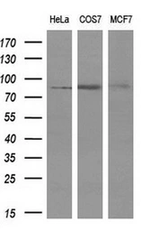 Anti-PTPRE antibody [3D4] used in Western Blot (WB). GTX83767