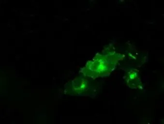 Anti-PTPRE antibody [3D4] used in Immunocytochemistry/ Immunofluorescence (ICC/IF). GTX83767