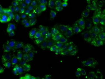 Anti-PTPRE antibody [3D4] used in Immunocytochemistry/ Immunofluorescence (ICC/IF). GTX83767