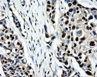 Anti-PSMC3 antibody [9F3] used in IHC (Paraffin sections) (IHC-P). GTX83778
