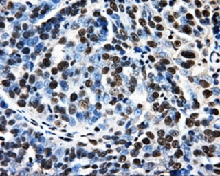 Anti-PSMC3 antibody [9F3] used in IHC (Paraffin sections) (IHC-P). GTX83778