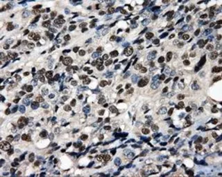 Anti-PSMC3 antibody [9F3] used in IHC (Paraffin sections) (IHC-P). GTX83778